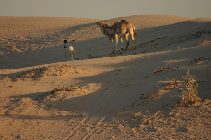 Camels can be stubborn