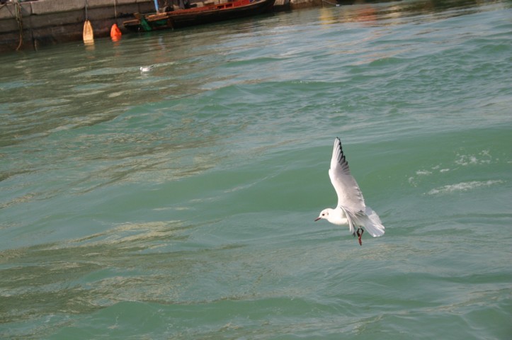 Bird