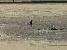 Fishing in the Mekong