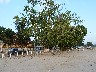 The river used to come up to these trees before the reclamation scheme