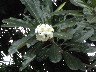 Frangipane tree