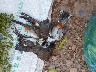 Birds to eat