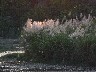 Sun through the grasses