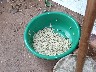 Thaheua village bamboo worms