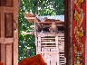 Thaheua village temple monkey