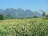 Across fields views