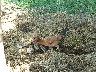 Baby chicks everywhere