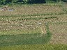 Harvesting