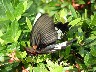 Pretty butterfly