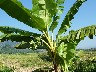 Sweet yellow bananas