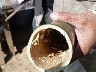 Phou Khoun Bamboo worms foreating