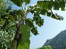 Lao loa whisky village small bananas grow everywhere