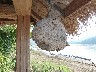 On Mekong at Buddha Cave - lunchtime - bees nest