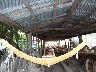 Wat Saen Sukharam boats used in the dragon boat races