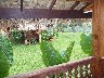 Showing the big leaves around all the bungalows