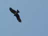 Black kite