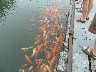 Greedy carp