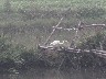 Egret