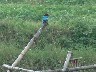 Kingfisher 3