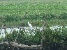 Egret posing