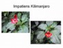 kili.ppt.316