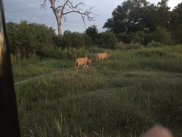 Botswana/Graham/IMG_3918.jpg