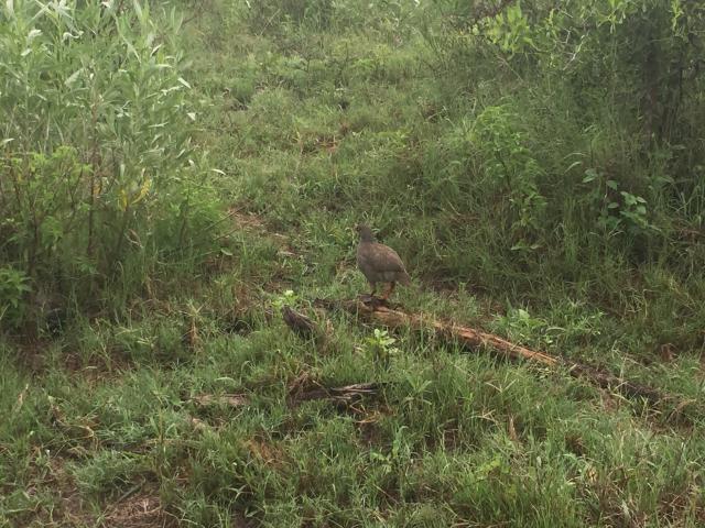 ../photos/Botswana/Graham/IMG_3951.jpg?t=1775419124