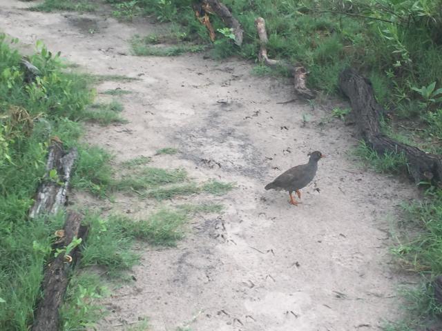../photos/Botswana/Graham/IMG_3952.jpg?t=1775419124