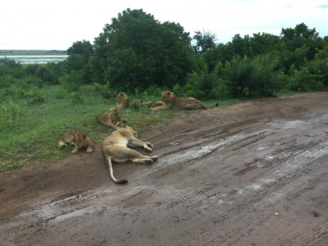 ../photos/Botswana/Graham/IMG_3959.jpg?t=1775419124