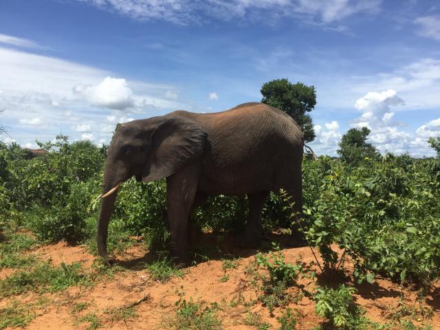 ../photos/Botswana/Graham/IMG_3968.jpg?t=1775280941