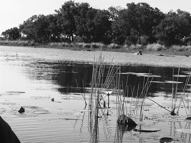 ../photos/Botswana/Jane/IMG_1588.jpg?t=1775440283