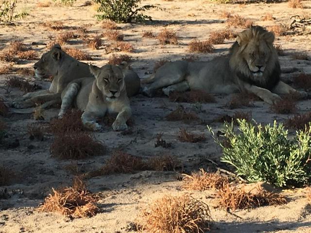 ../photos/Botswana/Jane/IMG_1600.jpg?t=1775421172