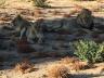 ../photos/Botswana/Jane/IMG_1600_1.jpg?t=1775421172
