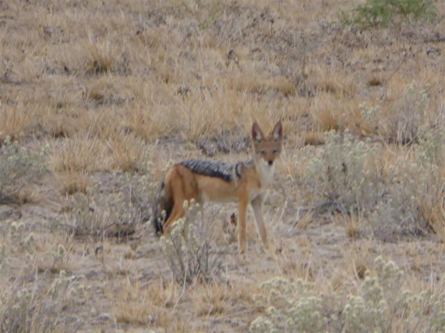 Botswana/Jane/P1020970.jpg