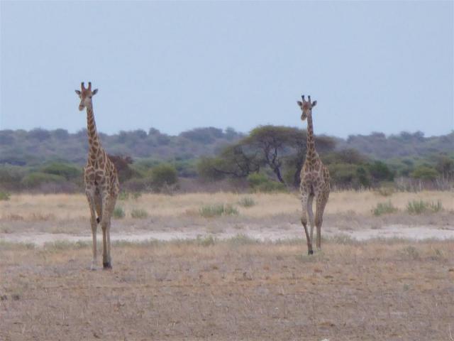 http://www.gandjlawrence.co.uk/photos/Botswana/Jane/P1020987.jpg