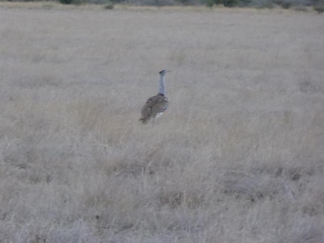 Botswana/Jane/P1030050.jpg