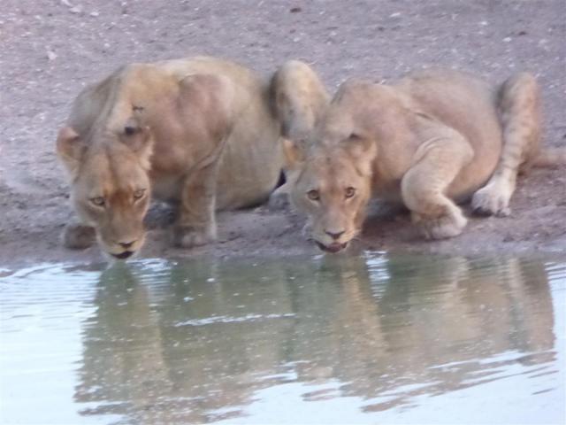 ../photos/Botswana/Jane/P1030055.jpg?t=1775440317
