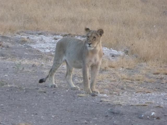 ../photos/Botswana/Jane/P1030060.jpg?t=1775440317