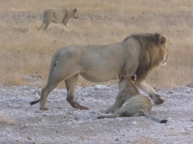 ../photos/Botswana/Jane/P1030063.jpg?t=1775440317