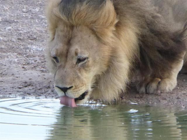 ../photos/Botswana/Jane/P1030085.jpg?t=1775440317