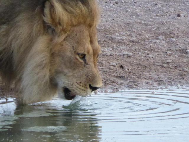 ../photos/Botswana/Jane/P1030088.jpg?t=1775440317