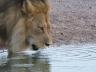 ../photos/Botswana/Jane/P1030088_1.jpg?t=1775440317