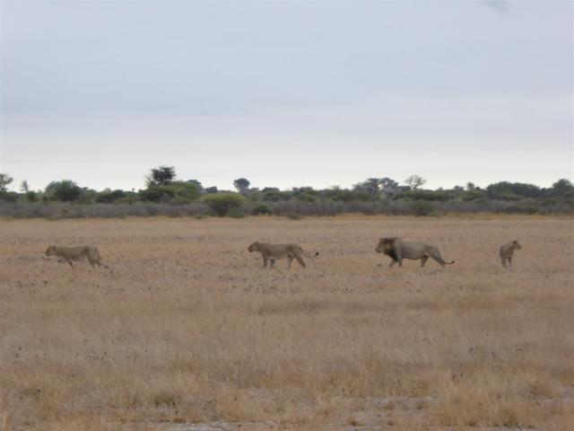 ../photos/Botswana/Jane/P1030127.jpg?t=1775440317