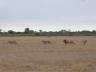 ../photos/Botswana/Jane/P1030127_1.jpg?t=1775440317