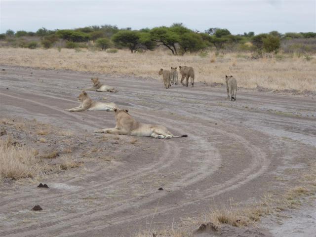 ../photos/Botswana/Jane/P1030155.jpg?t=1775440317