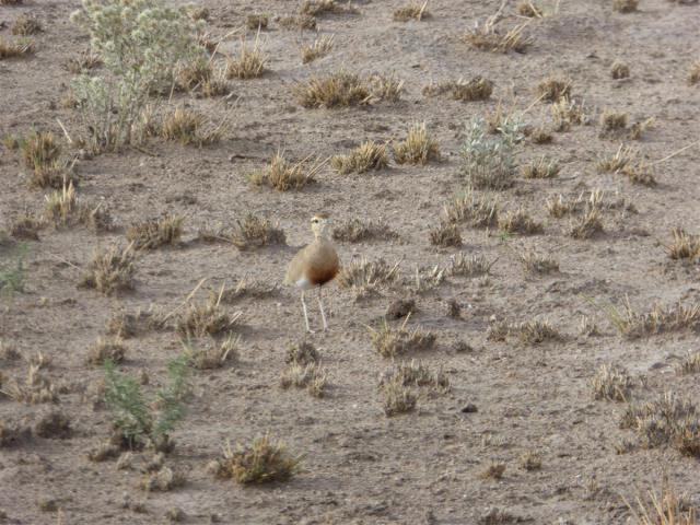 ../photos/Botswana/Jane/P1030165.jpg?t=1775440317
