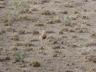 ../photos/Botswana/Jane/P1030165_1.jpg?t=1775440317
