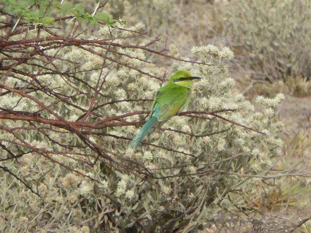 ../photos/Botswana/Jane/P1030168.jpg?t=1775440317