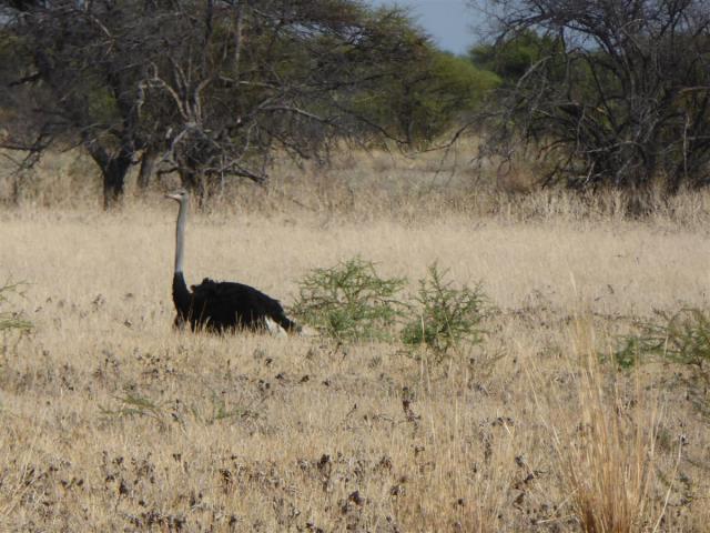 ../photos/Botswana/Jane/P1030175.jpg?t=1775440317