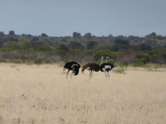 Botswana/Jane/P1030177.jpg